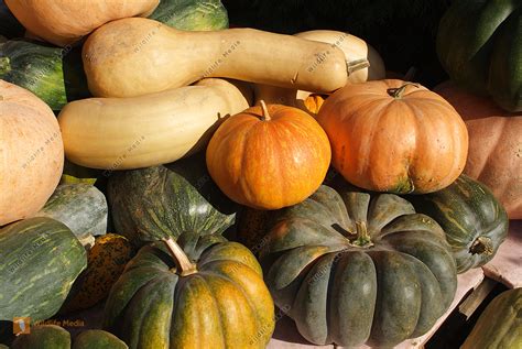 Bestellen - Kürbisse (Kürbisse) Bild - Bildagentur