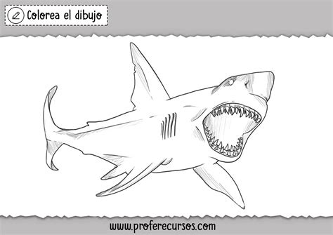 Dibujos De Tiburones Para Colorear