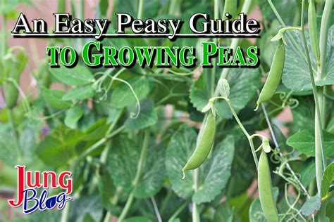 Growing Peas In A Planter