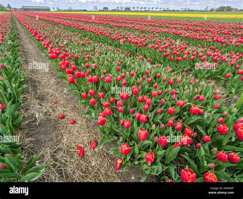 Tulip fields in the Netherlands Stock Photo - Alamy