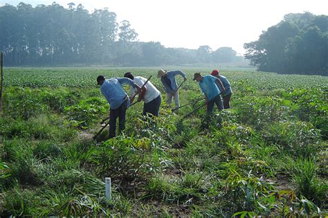 Dia Do Trabalhador Rural Saiba A Origem Da Data Assin