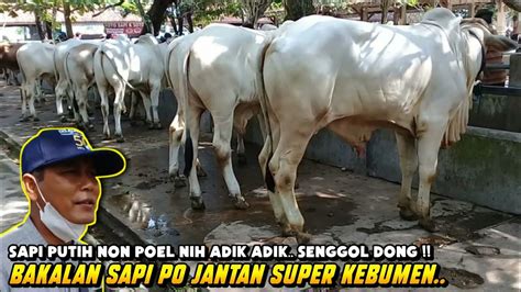 SAPI PUTIH Non Poel Nih Adik Adik SENGGOL DONG Bakalan Sapi Po