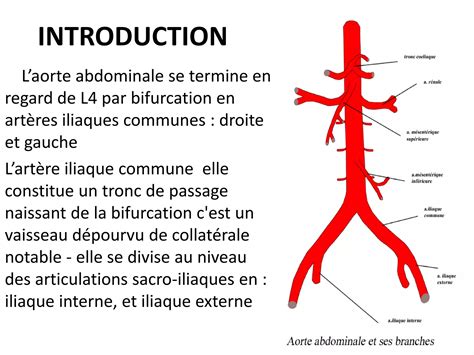 Anatomie Vascularisation Du Membre Inferieur Pdf