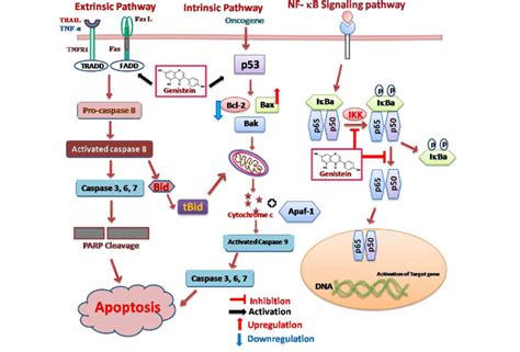 Molecular Targets Of Genistein In Apoptotic And Nf Jb Signaling