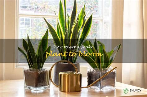 Unlock The Secret To Making Your Snake Plant Bloom Shuncy