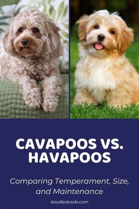 Cavapoo Vs Havapoo Comparing Temperament Size And Maintenance Doodle Doods Havapoo Puppies