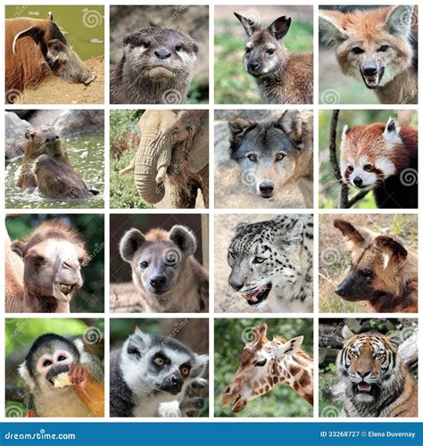 Animal Mammals Collage Royalty Free Stock Photography - Image: 33268727