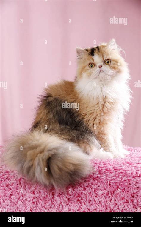 Sitting Persian Cat Stock Photo Alamy