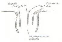 Gross Spring Equine And Ruminant Intestinal Tract Mt Flashcards