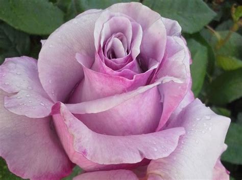 Neptune Hybrid Tea Rose