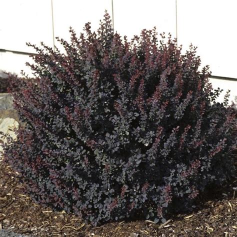 Royal Burgundy Barberry Outdoor Gardens Plants Burgundy