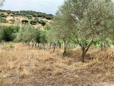 Terreno Agricolo Localit Su Grumene Nuoro Rif Immobiliare It