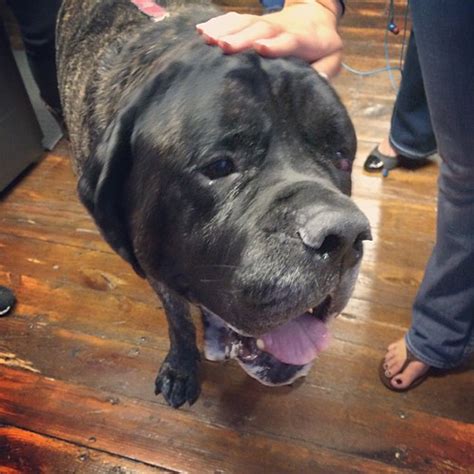 This Is Puppy He Weighs 180 Lbs And His Slobber Is An Os Flickr