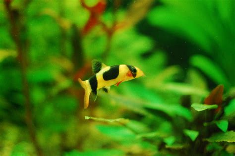 clown loach freshwater aquarium talk