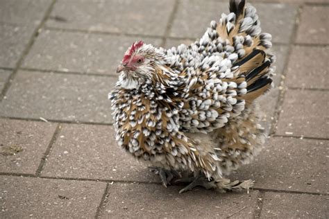 Frizzle Chicken Breed Info - Chicken & Chicks Info