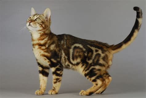 Bengal Cat Marble Images – Browse 582 Stock Photos, Vectors, and Video ...