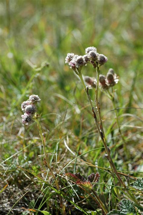 Antennaria Dioica Catsfoot Or Stoloniferous Pussytoes R Flickr