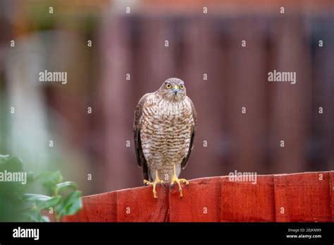 Female Sparrowhawk In A Houehold Garden Stock Photo Alamy