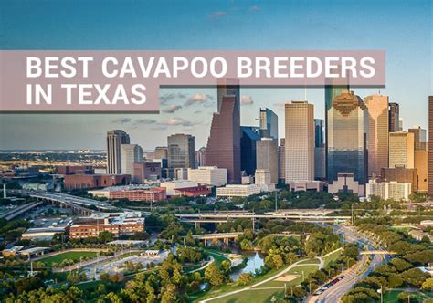 Top 4 Best Cavapoo Breeders in Texas - Our Cavapoo