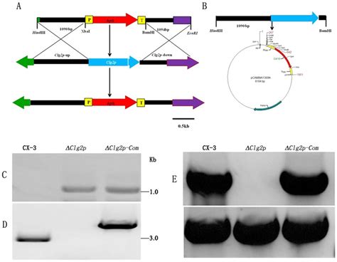 Construction And Confirmation Of The Clg P Deletion Mutant And