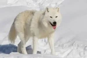 Arctic Animals & their Unique Adaptations - Nature Roamer