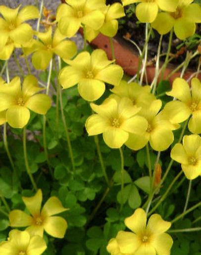 Oxalis Lobata The Collectors Corner Buy Unusual Perennial Plants