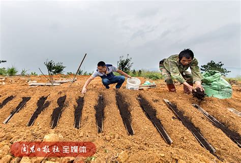 屏南县引进山药浅生槽栽培技术 种植山药近500亩宁德网