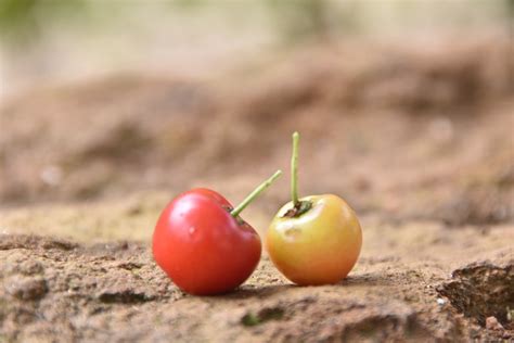 Cherry Sweet Fruit Free Photo On Pixabay Pixabay