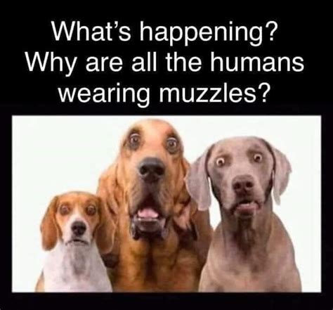 Muzzles for All! | Doggies.com Dog Blog