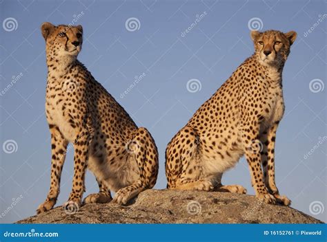 Cheetah Couple In The Sunset Stock Image Image Of South Danger 16152761