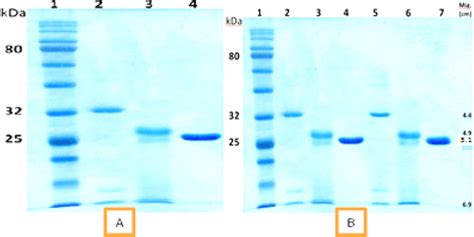 A Depicts Sds Page For The Purified Enzyme A Before And After