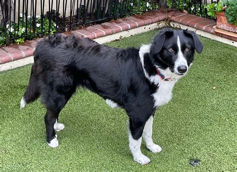 Border Collie Rescue and Adoption from Border Collies In Need - Border ...