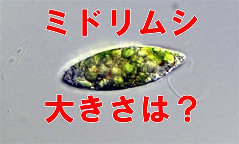 ミドリムシ（ユーグレナ）の大きさは？ミジンコ、ゾウリムシとの違い 毎日発見！毎日感動！