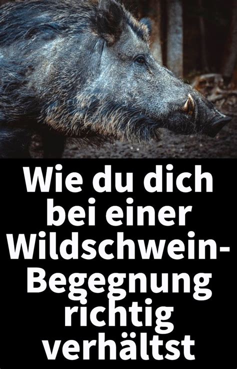 Wie Verh Lt Man Sich Bei Einem Wildschwein Angriff Wildschwein