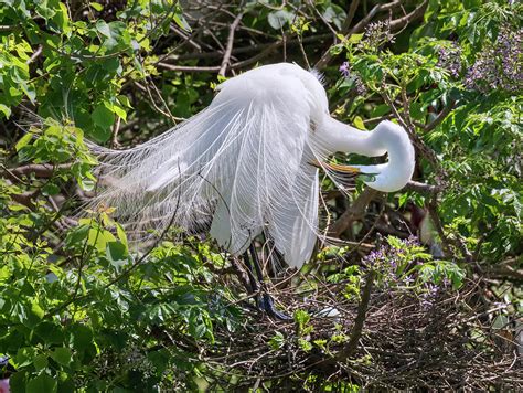 Great Egret Ardea Alba In Breeding Photograph By Ivan Kuzmin Fine Art