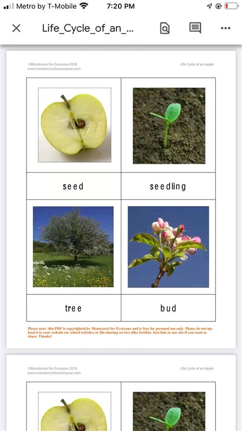 Life Cycle Of A Apple