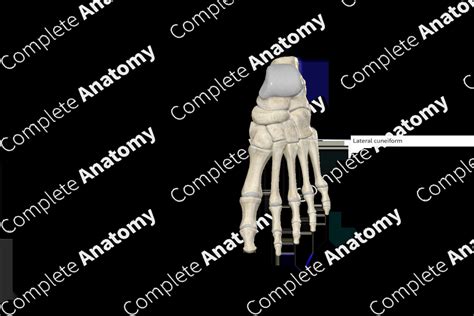 Lateral Cuneiform Bone | Complete Anatomy