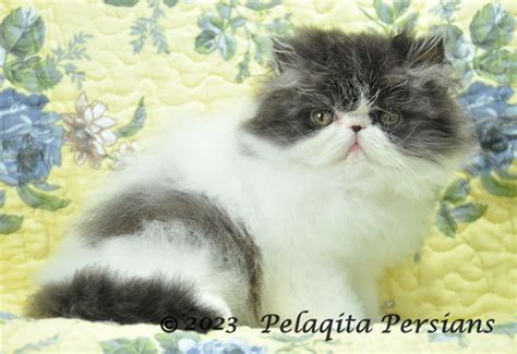 Pelaqita Persian Cats And Kittens For Sale Guarantee Cat Breeder