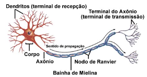 O Tecido Nervoso é Um Dos Mais Especializados Do Organism Gran