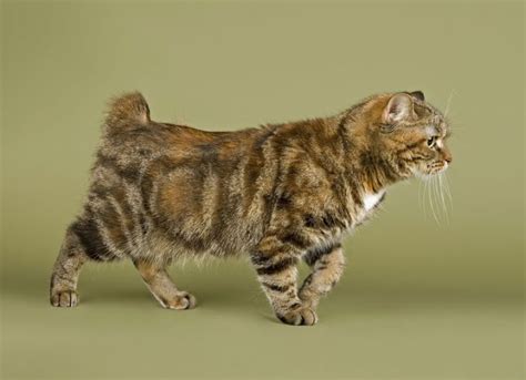 Manx Cat | Cat Breed Info And Characteristics