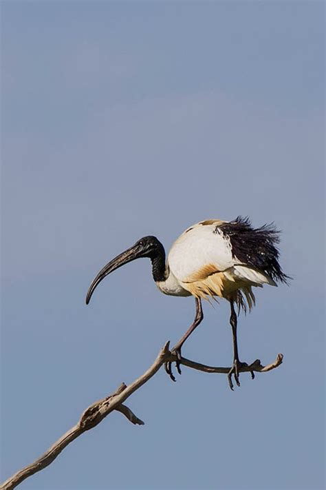 Amazing Animals Pictures The African Sacred Ibis The Bird Of The