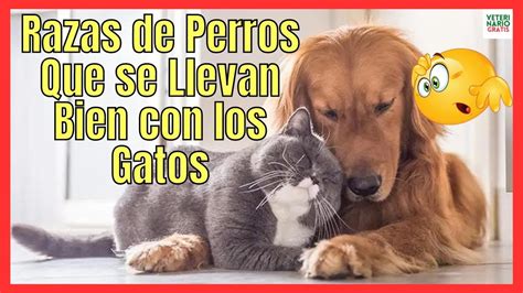 Que Razas De Perros Se Llevan Bien Con Los Gatos