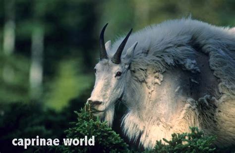 Mountain Goat (Oreamnos americanus) – Ralfs' Wildlife and Wild Places