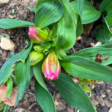 Alstroemeria Tesshine Inticancha Series Syn Alstroemeria