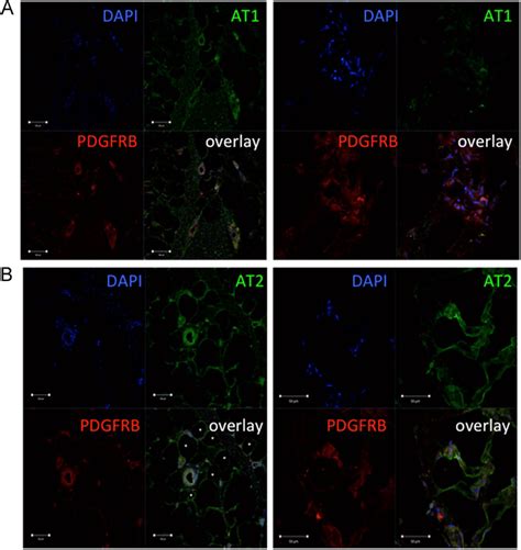 Immunofluorescent Staining Of Frozen Adipose Tissue Sections With Download Scientific Diagram