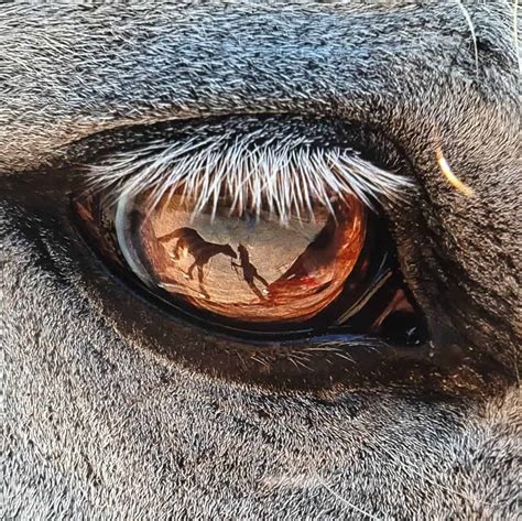 6 Facts about Horse Vision that you didn't Know - Seriously Equestrian