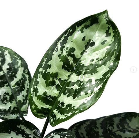 Aglaonema Green Compacta For Sale Buy Aglaonema Green Compacta