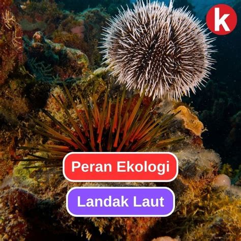 Peran Ekologi Landak Laut Dalam Ekosistem Laut Yang Seimbang