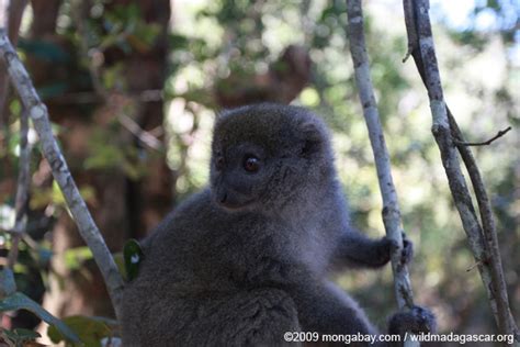 Picture Eastern Lesser Bamboo Lemur Hapalemur Griseus