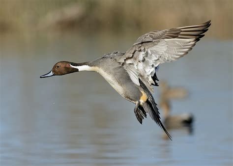 Male Northern Pintail In Flight Photograph By Daniel Lee Brown Pixels